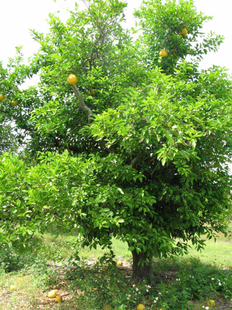            Habit (Winter Haven, FL)   